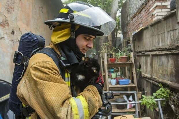 Котеек выносили на руках прямо во двор приюта животные, кошки, пожар, пожарные, собаки, спасение, фото