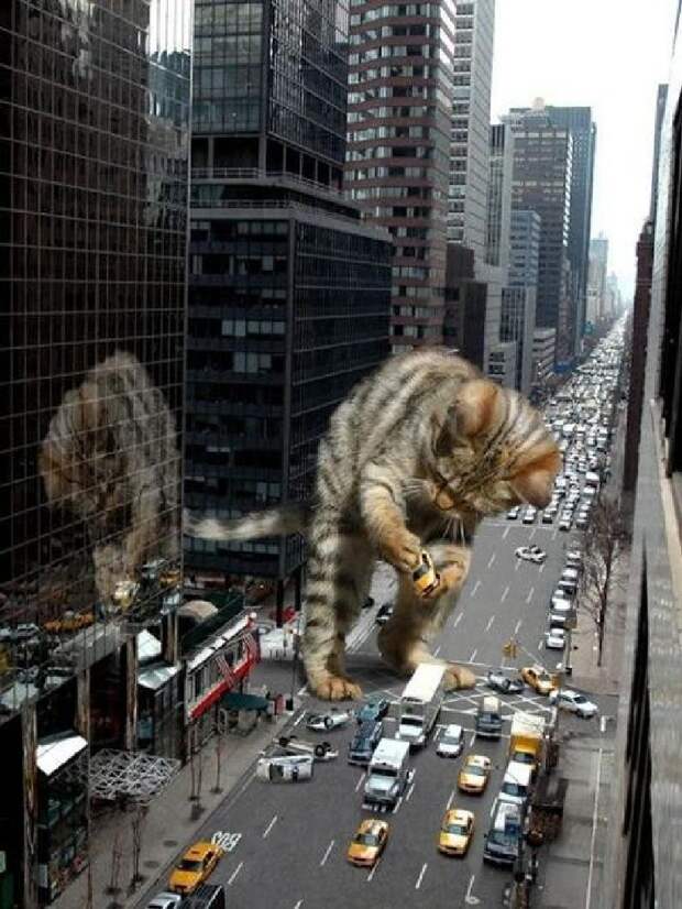 смешные животные