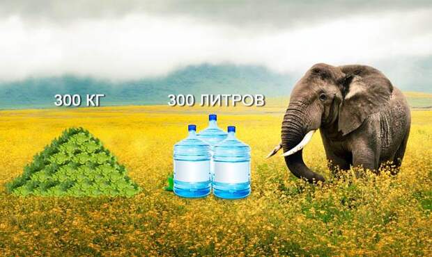 Еда слона - Зелень - Вода - Слон ест - Интересные факты о слонах