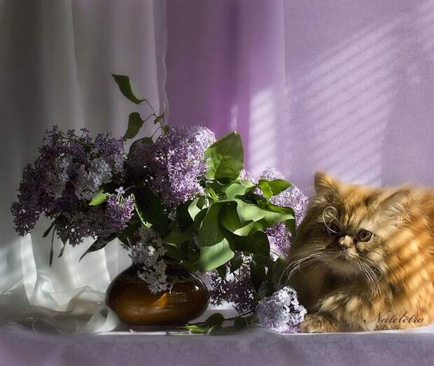 Котонатюрморты II Коты с цветами