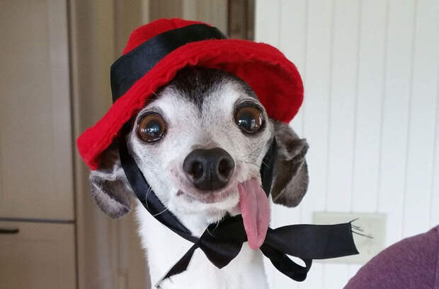 3. Собака по кличке Заппа 3. Собака по кличке Заппа животные, история, факты