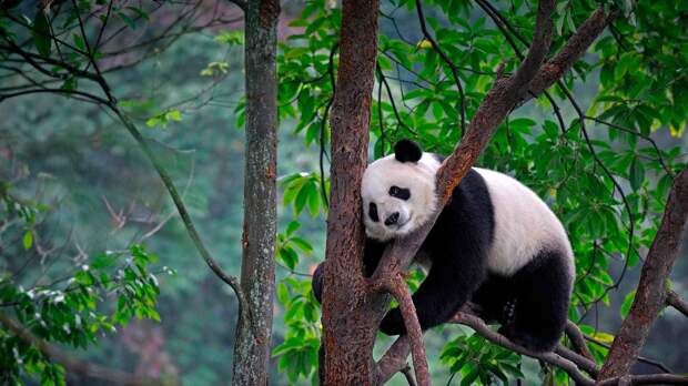 Большая панда, описание и фото