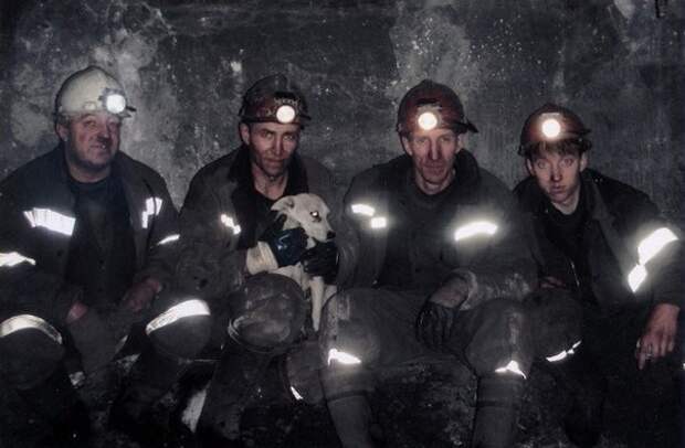 История собаки ,которая помогала шахтерам. Заслуживает уважения Первомайская шахтв, шахтеры