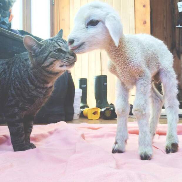 овечка и кошка
