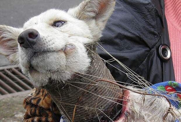 Как спасали собаку по кличке Баночка неравнодушные люди, помощь, спасение собаки