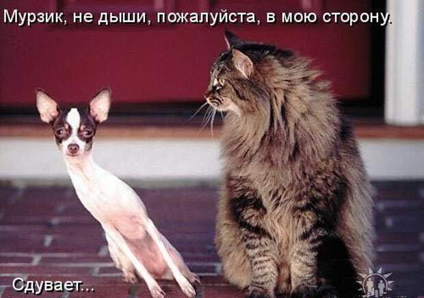 Котоматрицы (картинки с надписями)
