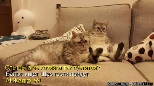 Новая котоматрица на Бугаге (39 фото)