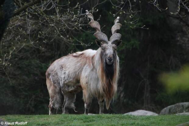 Горный козел Мархур животные, удивительные, фотошоп