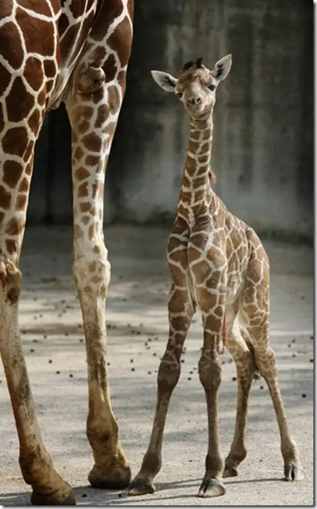 Сколько всего детенышей жирафа родилось за два. Жираф жирафиха Жирафенок. Новорожденный Жираф. Карликовые Жирафы. Детёныш жирафа новорожденный.