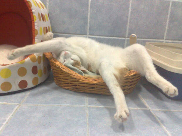 Немного спящих котов коты, милота, сон