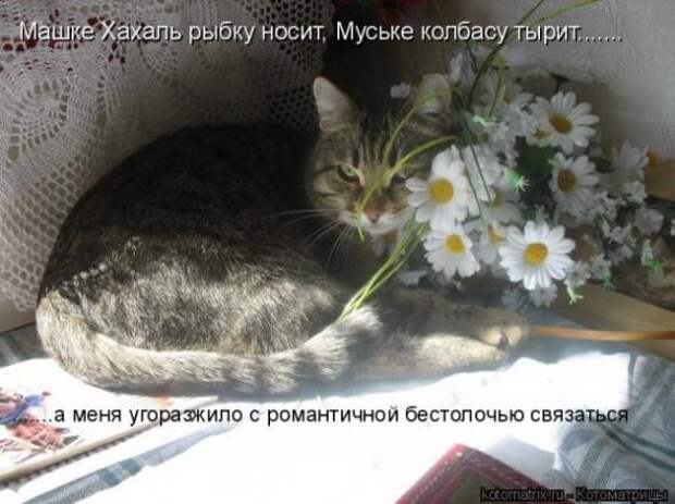 Котоматрица про любовь (часть 2)