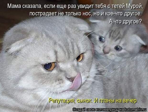 Отличная котоматрица для поднятия настроения (40 фото)