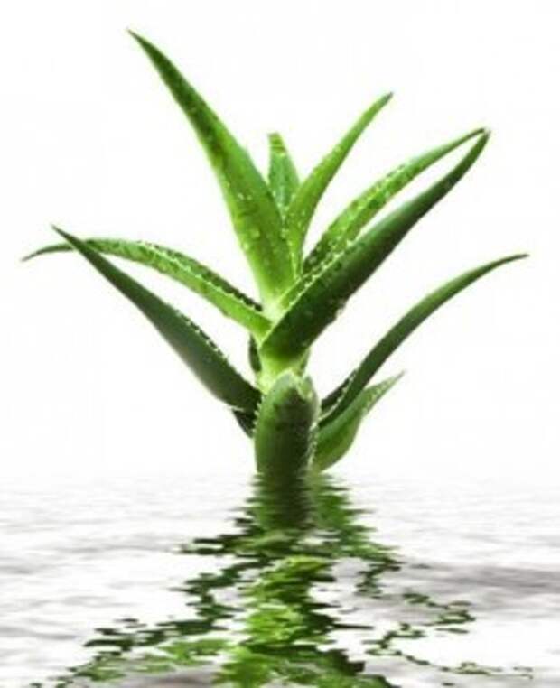 Aloe barbadensis leaf water