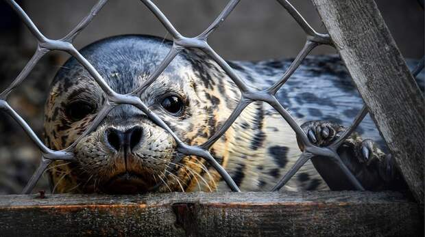 Хозяйка тюленей Дальний Восток, помощь животным, тюлененок, тюлени, тюлень