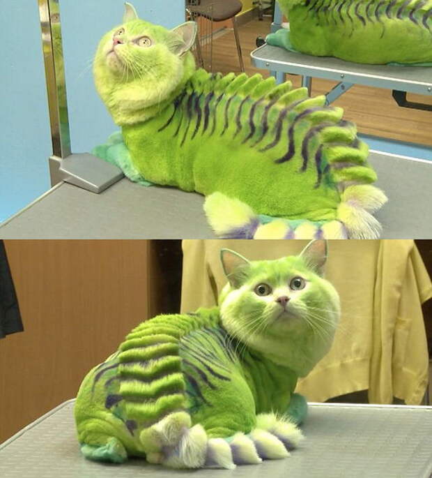 Приколы с котами. часть 12 (29 фото)