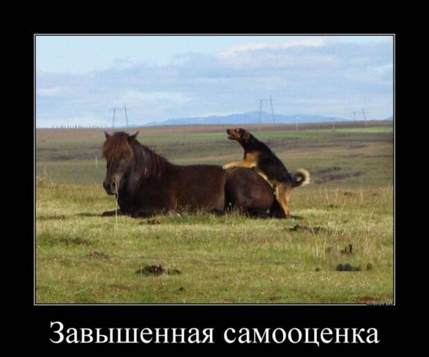 Сумасшедшие, которым надо что-то делать со своей самооценкой Сумасшедшие, которым надо что-то делать со своей самооценкой