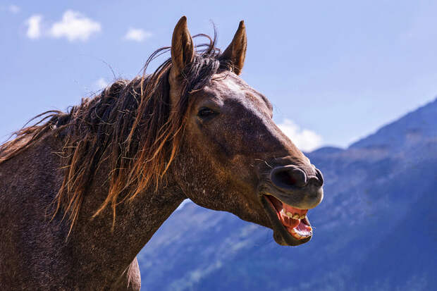 10 поступков и привычек лошадей, которые могут удивить начинающих зоологов