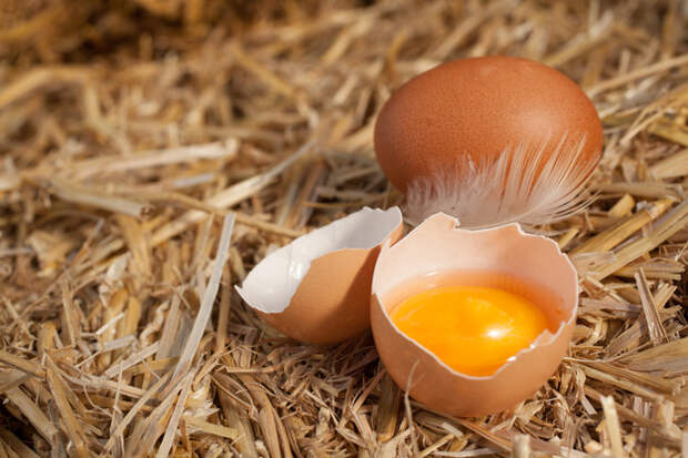 Десять причин  не выбрасывать яичную скорлупу