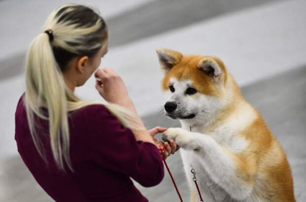 Эксперты запустили информацию о способности собак знать все про своего хозяина