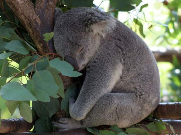 Koala10 Самые удивительные факты о коалах