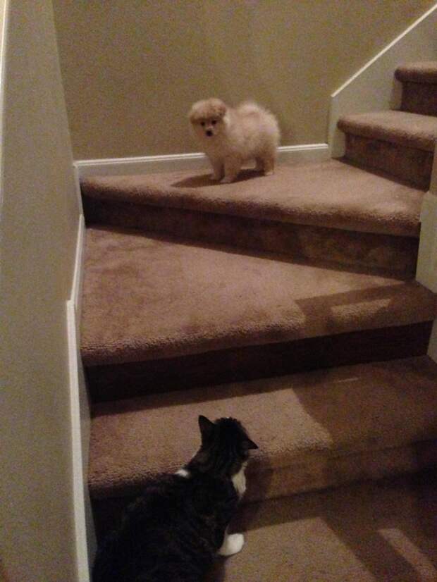 коты и собаки 