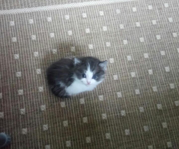 котенок