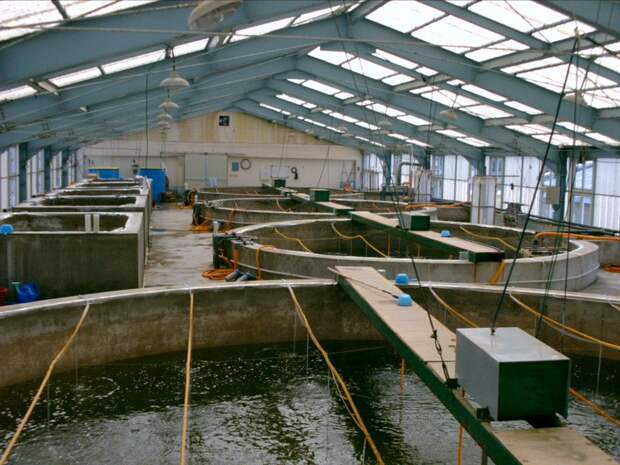 Shrimp_hatchery