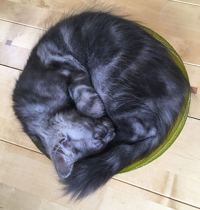 50 котят породы мейн-кун, которые ещё только ждут своего взросления