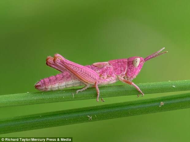 Этого яркого красавца нашли в камышах у небольшого озера в городе Ипсвич (графство Саффолк, Великобритания) генетическая мутация, кузнечик, мутация, насекомое, пигмент, природные аномалии, розовый кузнечик, розовый цвет