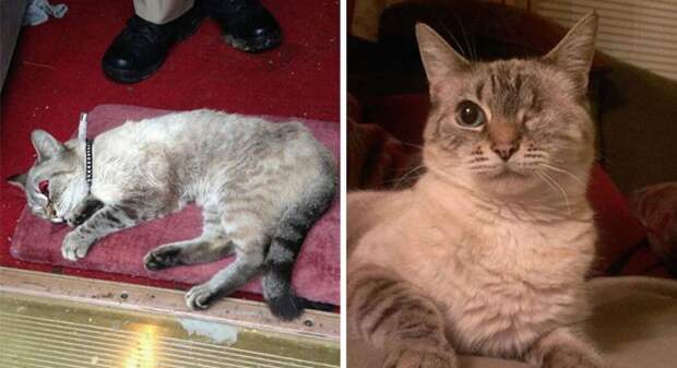 Подборка фотографий спасенных кошек Подборка фотографий спасенных кошек животные, коты