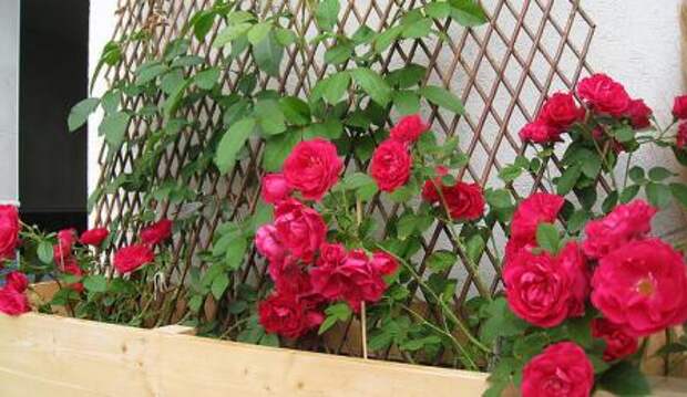 Плетистые розы в саду