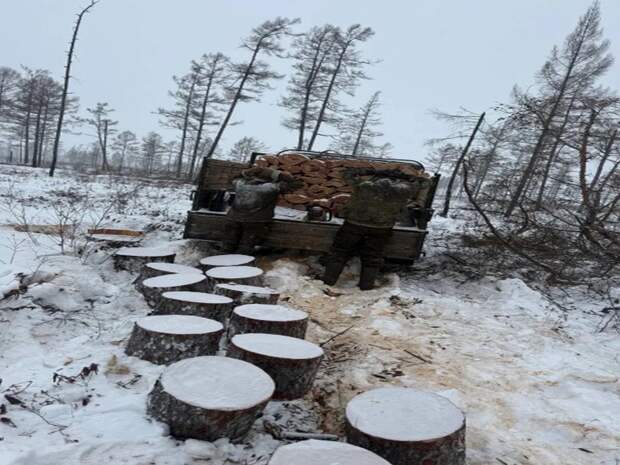В Хабаровском крае два сельских жителя нарубили дров себе на уголовное дело