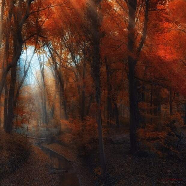 Таинственный лес от Ildiko Neer