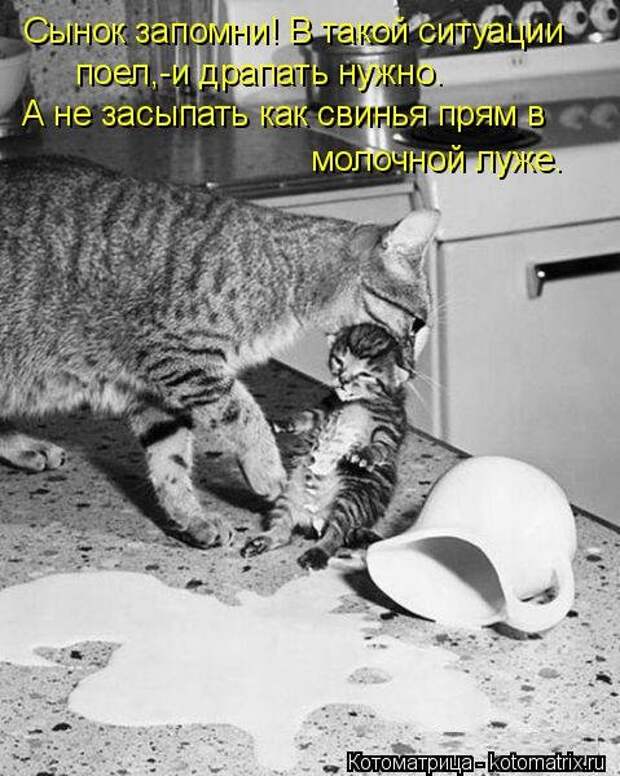 Свежий сборник котоматриц (34 шт)