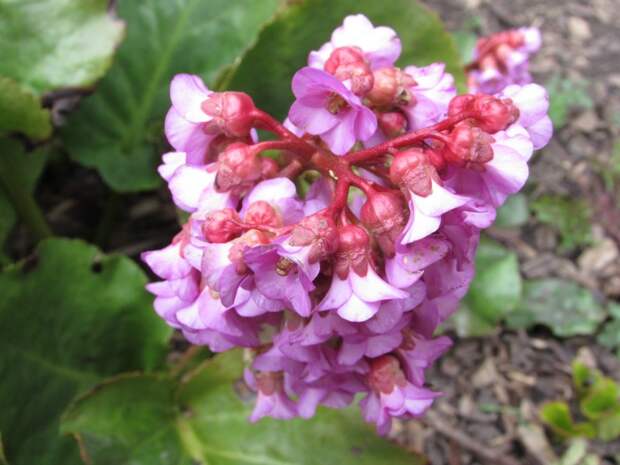 spring blooms spring blooms