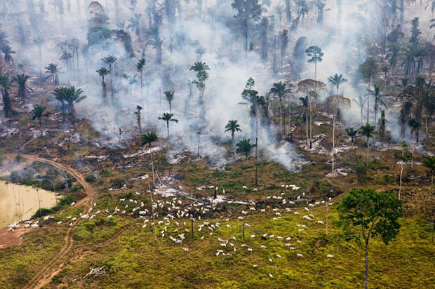 Это часть амазонских джунглей в Бразилии, сожжённая для «перепрофилирования» территории.