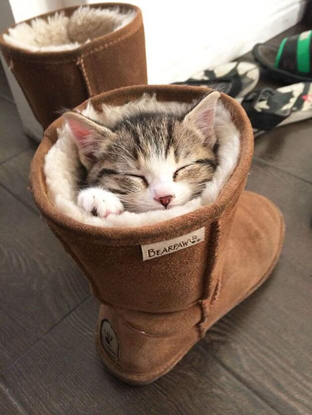 кошачья логика (7)