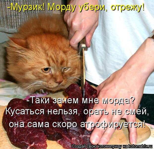 Котяры на приколе и их шаловливые друзья (35 фото)