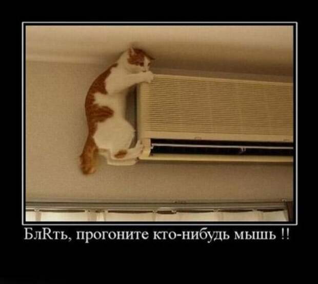 Картинки демотиваторы с приколом.