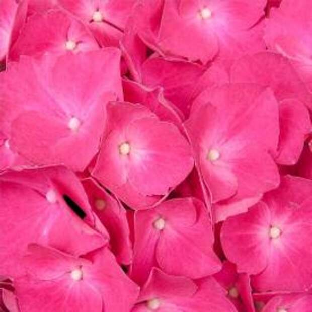 Гортензия крупнолистная (Hydrangea macrophylla)
