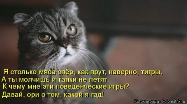 Новая котоматрица (38 фото)