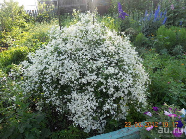 Фото клематиса с мелкими белыми цветами