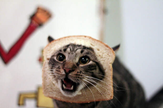 Коты в хлебе