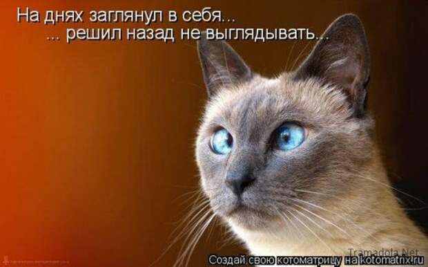 Котоматрица 18
