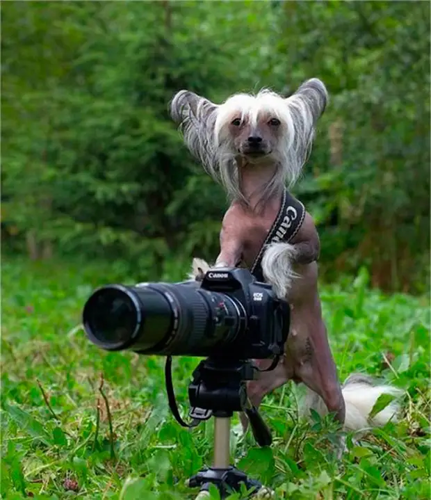 Прикольные картинки фотоаппарата