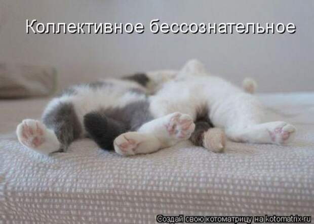 Котоматрицы (картинки с надписями)