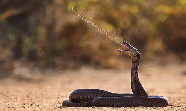 Плюющиеся кобра - интересные факты о змеях