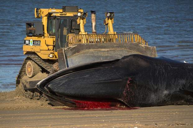 Как избавляются от мёртвых китов  животные, экология