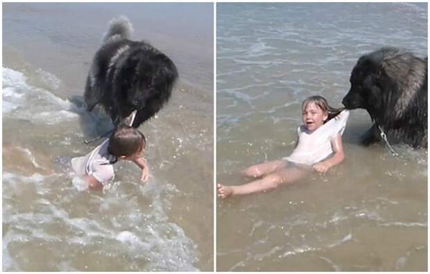 Собака спасла маленькую девочку, утащив от океанских волн видео, животные, маленькие дети, мило, собака, собаки, спасение, трогательно