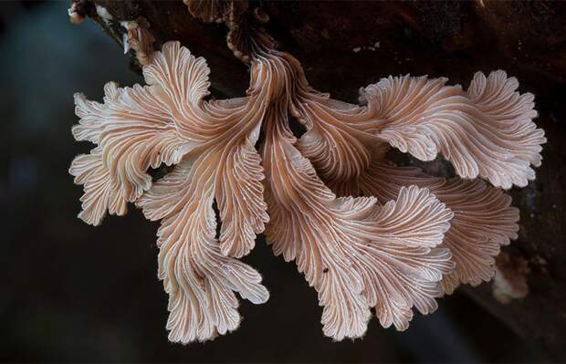 5. Schizophyllum commune Щелелистник. грибы, интересное, фото